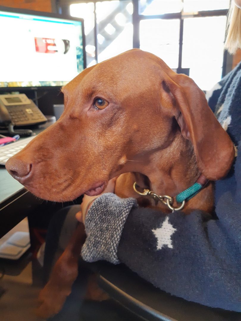 Rory the office dog!