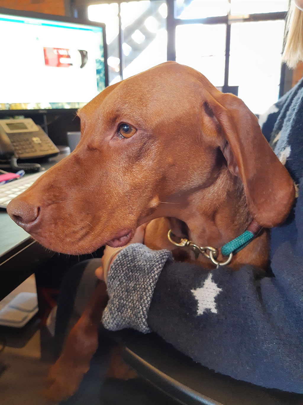 A close up photo of Rory, a dog, sat on his owners lap at the Vivid office