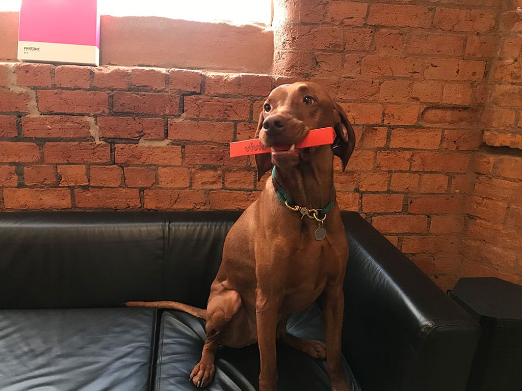 A photo of Rory, a dog, on a sofa in the Vivid office with a vivid branded ruler in his mouth.